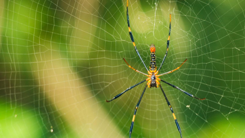 Try these top 20 Tips to get rid of spiders in your home!