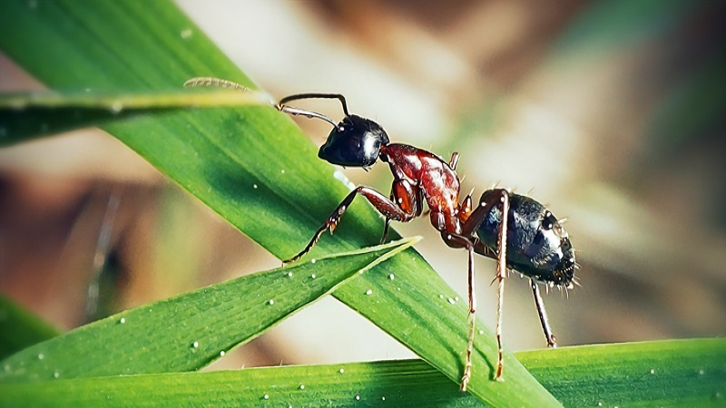 The Amazing World of Ants!