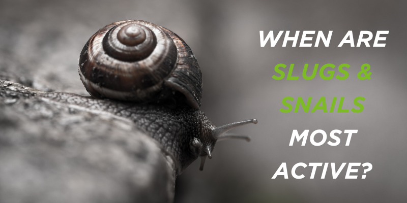 When are Slugs & Snails most active?